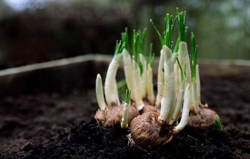 Germination Techniques